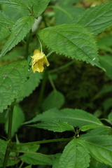 Impatiens tayemonii