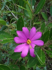 Sabatia gentianoides