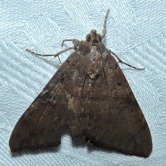 Oxyodes tricolor
