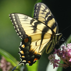 Papilio glaucus