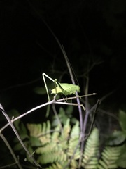 Amblycorypha oblongifolia
