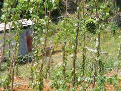 Dioscorea cayenensis