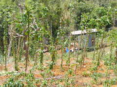 Dioscorea cayenensis