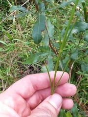 Sabatia gentianoides