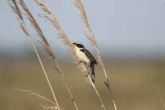 Coryphaspiza melanotis