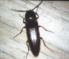 Diplostethus carolinensis