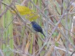 Volatinia jacarina