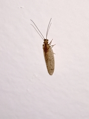Nusalala tessellata