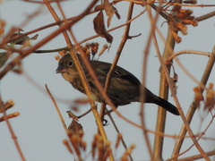 Volatinia jacarina