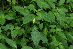 Impatiens tayemonii