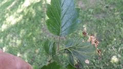 Crataegus mollis