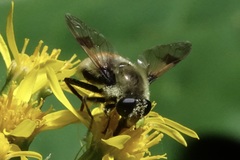 Sericomyia flagrans