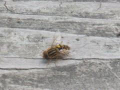 Parhelophilus integer