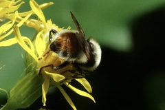 Sericomyia flagrans