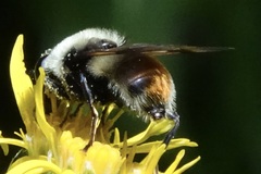 Sericomyia flagrans