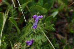 Oxytropis borealis viscida