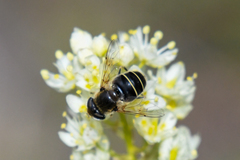Eristalis obscura