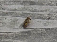 Parhelophilus integer