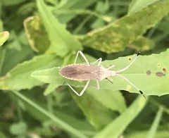 Chariesterus antennator