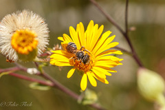 Halictus ligatus