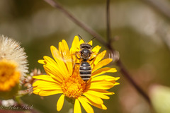 Halictus ligatus