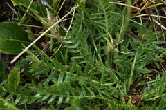 Oxytropis borealis viscida