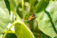 Lygaeus reclivatus
