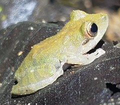 Pristimantis nyctophylax