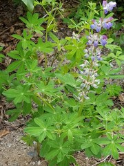 Lupinus nootkatensis