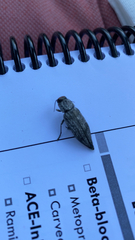 Buprestinae