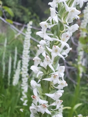Habenaria leucostachys (Habenaria leucostachys)