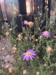 Machaeranthera tanacetifolia