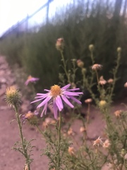 Machaeranthera tanacetifolia