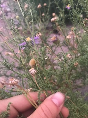 Machaeranthera tanacetifolia