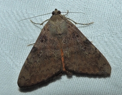 Oxyodes tricolor