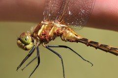 Arrenurus