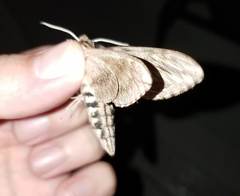 Sphinx canadensis