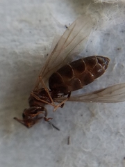 Formicidae