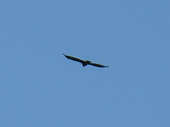 Aquila chrysaetos