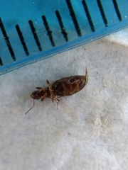 Formicidae