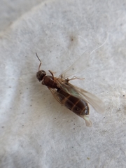 Formicidae