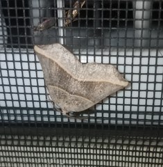 Metanema determinata