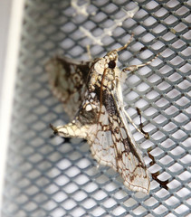 Megastes praxiteles