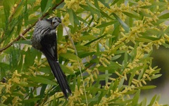 Anthochaera paradoxa