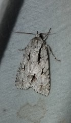 Acronicta laetifica