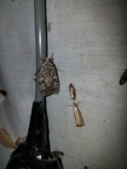 Anaplectoides pressus