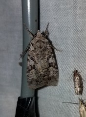 Anaplectoides pressus