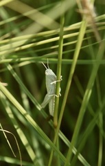 Hypochlora alba