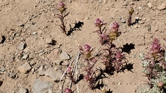 Orthocarpus cuspidatus