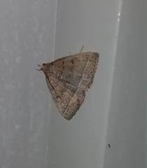 Zanclognatha dentata